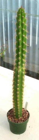 Neoraimondia_roseiflora_1